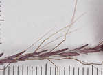 Caucasian bluestem